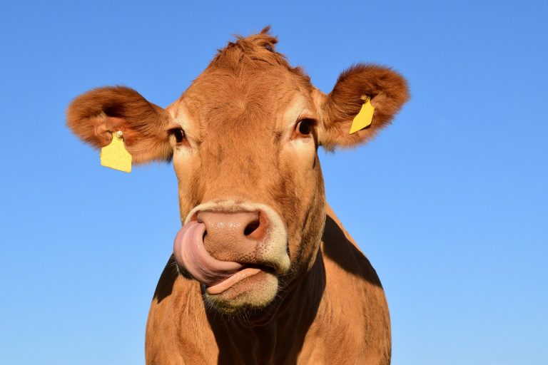 Cultura de consumo de la leche
