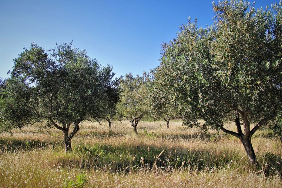 El sector olivarero español